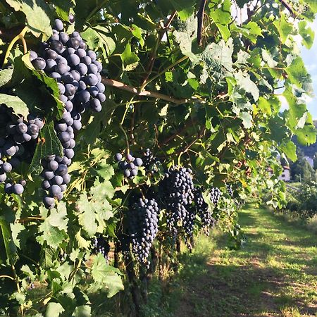 8 Grappoli Agritur Villa Trento Exteriör bild