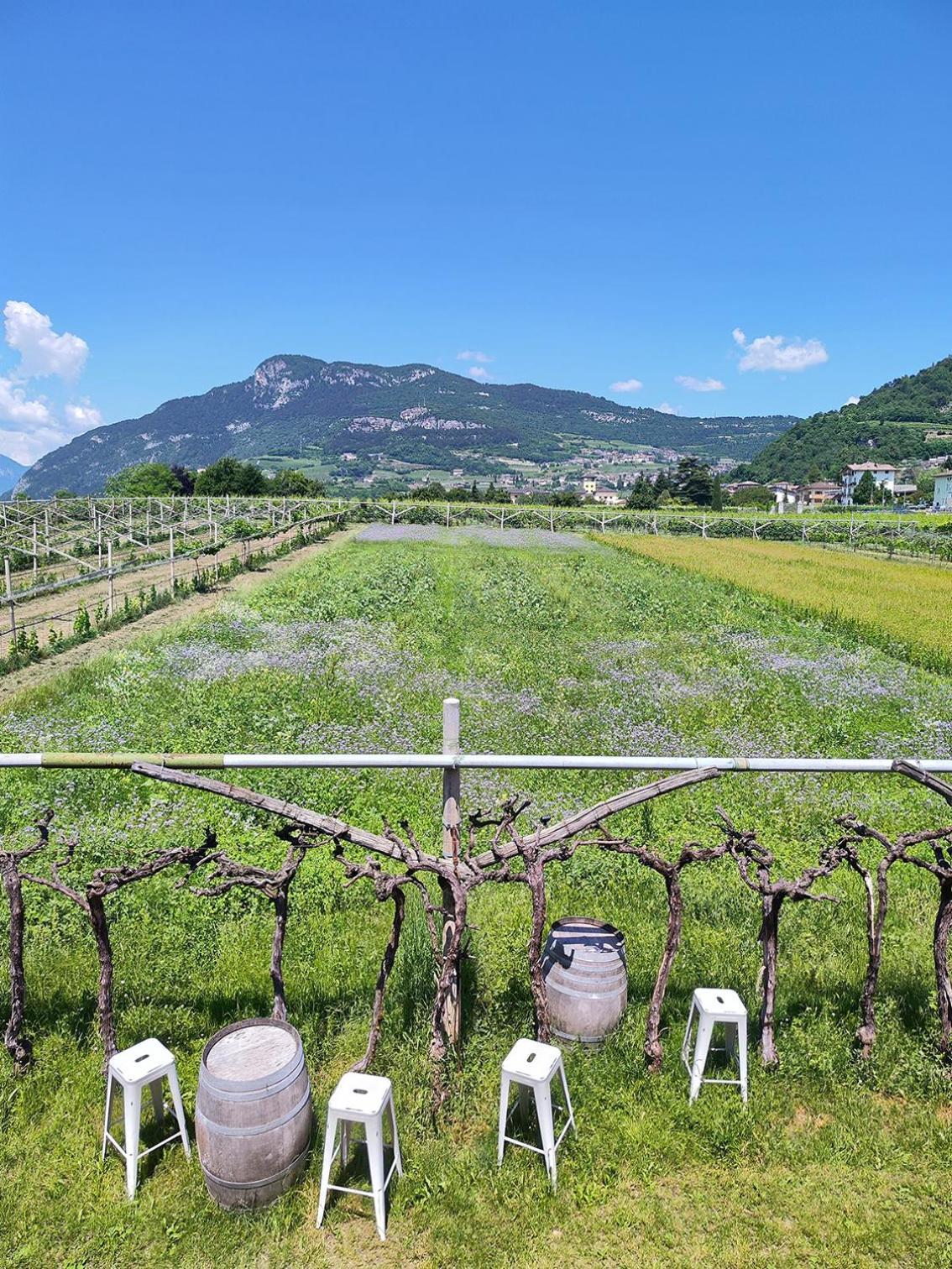 8 Grappoli Agritur Villa Trento Exteriör bild