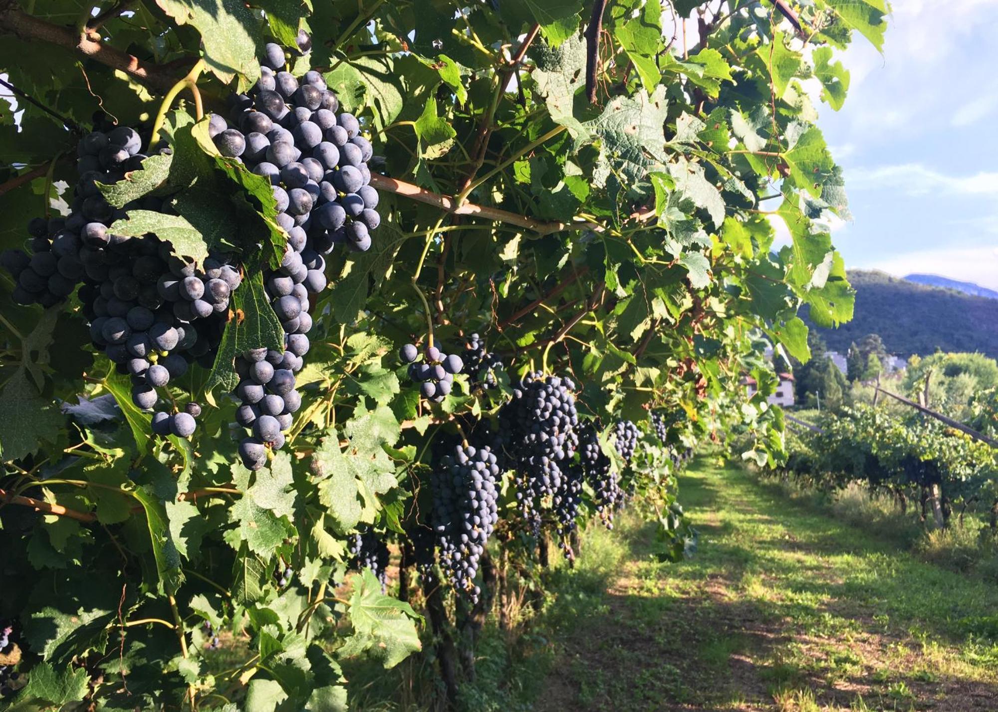 8 Grappoli Agritur Villa Trento Exteriör bild