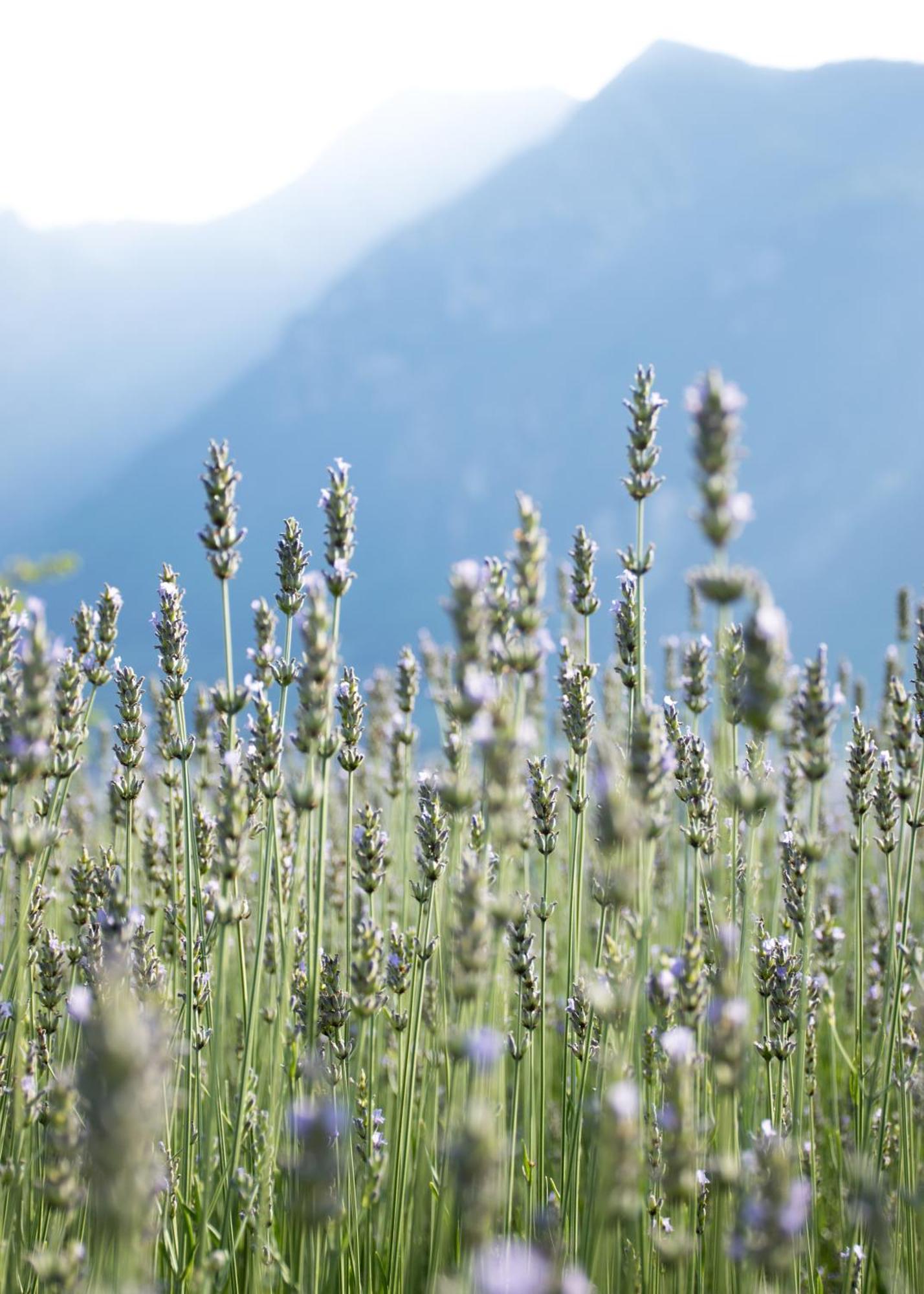 8 Grappoli Agritur Villa Trento Exteriör bild